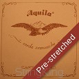 Aquila